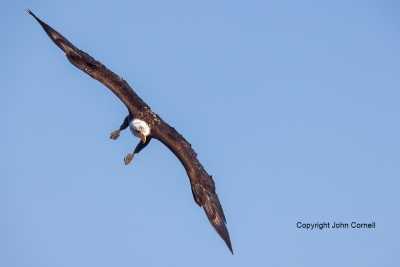 Bald-Eagle;Eagle;Flying-Bird;Haliaeetus-leucocephalus;Photography;action;active;